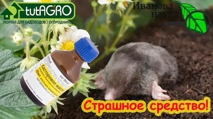 ЧТО БУДЕТ, ЕСЛИ ЛИТЬ МАСЛО ПРЯМО В ЗЕМЛЮ?
